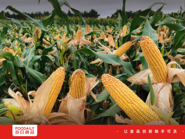 江苏配资网 山姆疯抢的玉米，被新玩家盯上，用东北“苞米”押注下一个大单品？