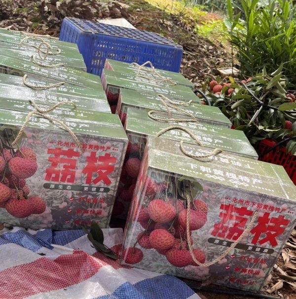 米涂配资 电商赋能 “百千万工程”：化州黄槐“糯米糍”荔枝蹚出乡村振兴增收路